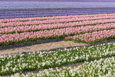 cultivation of Hyacinth, flower bulb region Bollenstreek, Netherlandsの写真素材