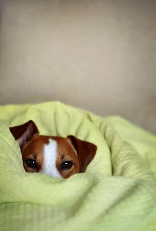 Jack Russell Terrier dog sitting in bed wrapped in a fluffy green blanket looking at the camera with puppy dog eyes and a blurred background.の写真素材