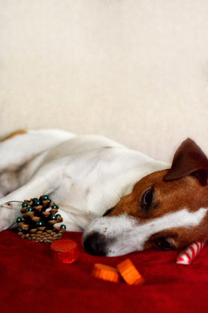 Jack Russell Terrier dog resting on a red blanket looking at the camera with puppy dog eyes as if being full after eating a Christmas meal sorrounded by chocolate sweets, candy cane and a Christmas tree cone.の写真素材