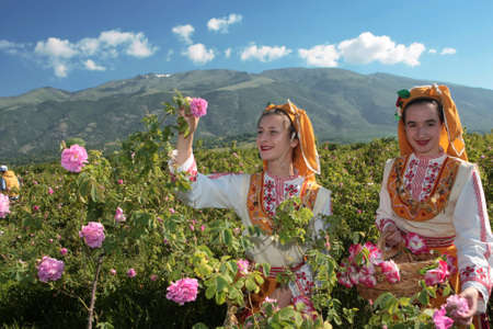 Picking roses in the Rose Valley near Karlovo, Bulgariaのeditorial素材