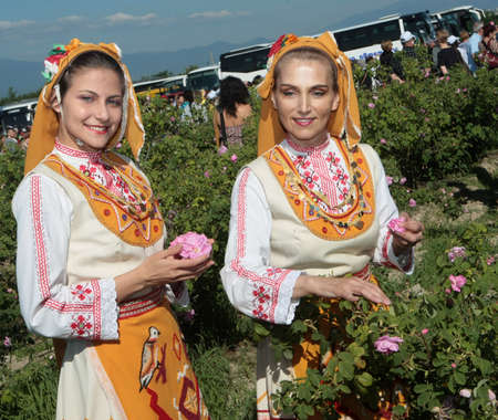 Picking roses in the Rose Valley near Karlovo, Bulgariaのeditorial素材