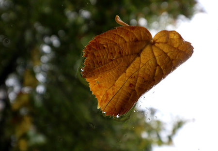 Autumn leaf fallen on the glass in the rain