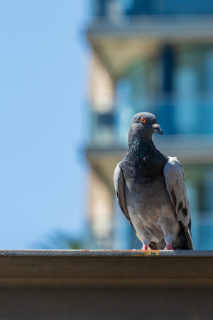Pigeon perching on a roof in the city with blue sky