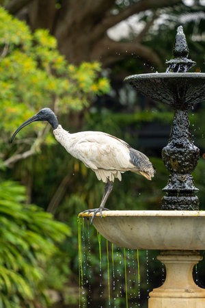 Ibis bird perching on a water fountain in the park