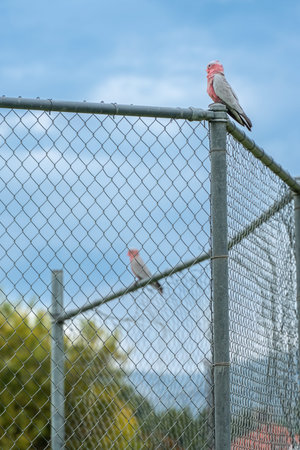 Two Galah birds perching on a metal fenceの写真素材