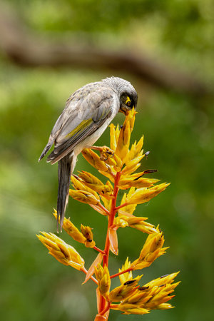 Minor bird feeding from a yellow flowerの写真素材
