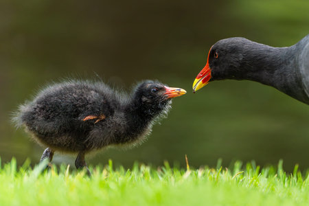 Baby Moorhen being fed by it's motherの写真素材