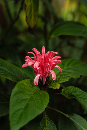 One red Brazilian Plume Flower surrounded by green leaves