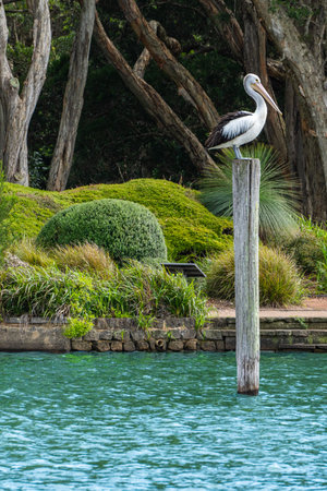 Pelican on a stick in the pondの写真素材