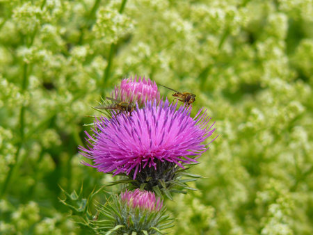 Thistleの写真素材