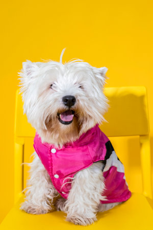 West Highland White Terrier dog in pink jumpsuit or outfit sitting on chair isolated on yellow background.の写真素材