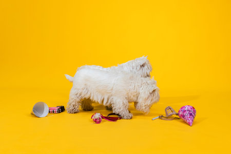 Couple of West Highland White Terrier dogs isolated on yellow background.の写真素材