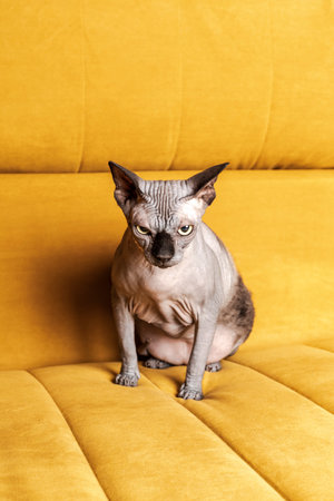 An absolutely beautiful and elegant Canadian Sphynx cat of gray color with mesmerizing big green eyes is sitting on a yellow sofa or couch and throwing an angry, serious look.の写真素材
