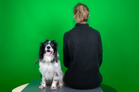Adorable and cute Russian Spaniel dog and her owner turned her back to her. Isolated on green background, copy space.の写真素材