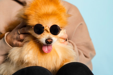 An adorable, cute and funny Pomeranian Spitz in sunglasses is sitting on its owner's lap. Isolated on blue.の写真素材