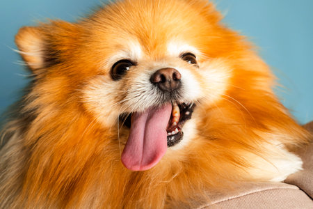 Close-up of a funny and cute  Pomeranian Spitz sticking its tongue out. Isolated on blue.の写真素材