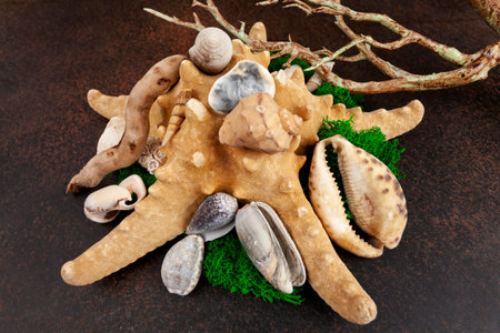 Dried - dry starfish and many different shells, plants or moss and wooden sticks around it.
