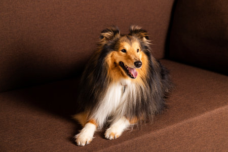 Shetland sheepdog. Amazing purebred sheltie dog sitting on a modern brown couch.の写真素材