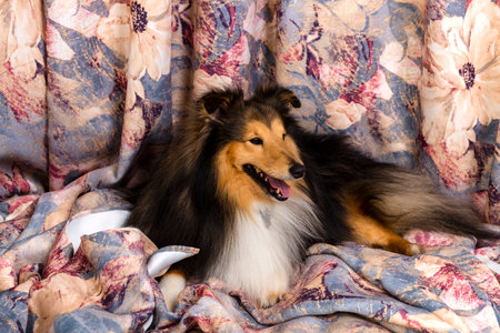 Shetland sheepdog. Amazing purebred sheltie dog lying on beautiful curtains with a fancy flower pattern.の写真素材