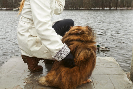 A young blonde girl and her Miniature Sheltie dog standing at the little pier or dock and looking into the distance of a flowing river on a winter day. Strong friendship and enjoyment of nature.の写真素材