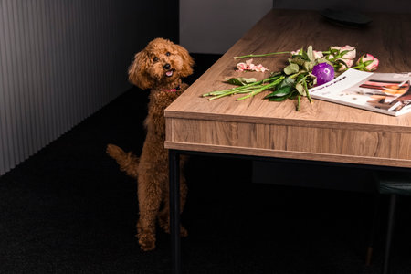 Adorable young brown poodle dog peeking onto the table while standing on its hind legs. climbs onto the table. indoors.の写真素材