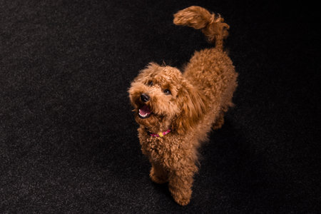 Adorable young brown poodle dog with the happy face looking up, stands on a black carpet, top view....