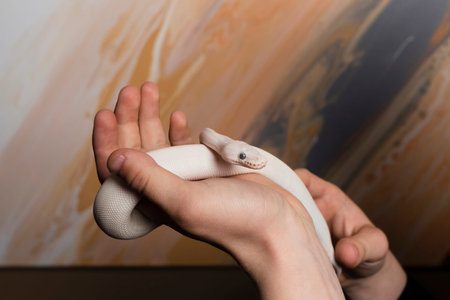 Leucistic Ball Python, Pure white snake in the hands