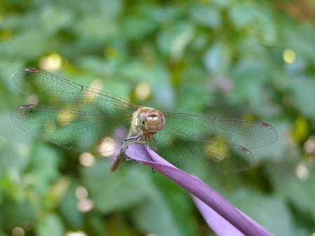 Dragonfly の写真素材