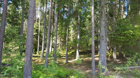 magical forest