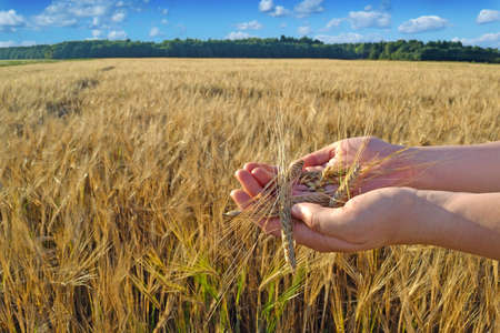 Image of female hand in the wheat fieldの写真素材
