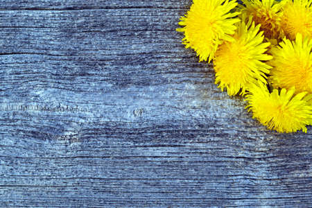 Yellow dandelion flowers lying on a wooden table from old boardsの写真素材