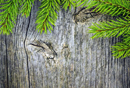 Image spruce branches on a wooden plank backgroundの写真素材