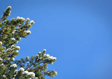 White snow on a sunny day lies on the the branches of treesの写真素材