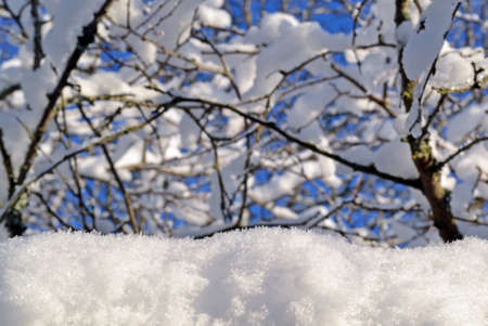 White snow on a sunny day lies on the the branches of treesの写真素材