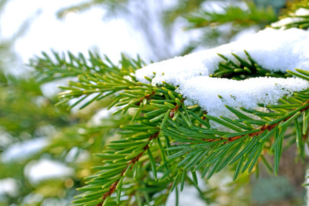 Green fir branches covered with white snow