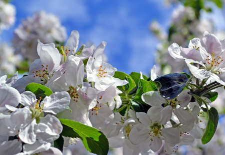 Image flowers on blue sky backgroundの写真素材