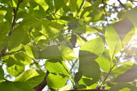Background of green leaves plum and sunlightの写真素材