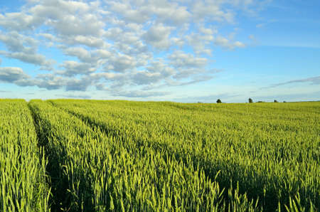 Photo of wheat spikelets in the field on sky backgroundの写真素材