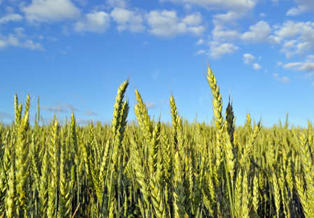 Photo of wheat spikelets in the field on sky backgroundの写真素材