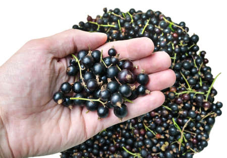 Hand that holds the berries of black currant on a white backgroundの写真素材