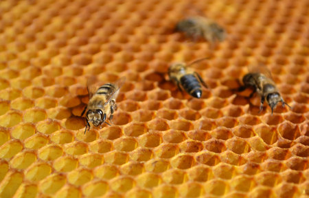 Bees on a yellow and brown honey honeycomb wax
