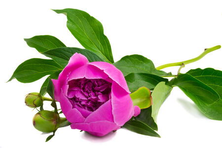 Bright - pink peony flowers with buds and green leaves. Presented on a white background.の写真素材