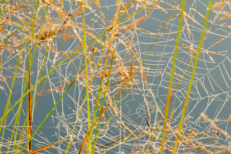 Thread web, abundantly covered with dew drops, located on the stems of the grassの写真素材