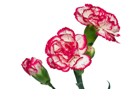 Beautiful flowers are pink with a white carnation , buds and petals  Presented on a white background の写真素材