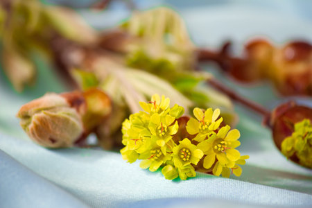 Green young leaves on a chestnut branch. Are presented on a blue background.