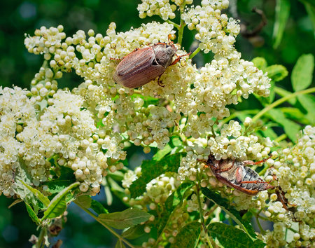 Two may-bugs eat flowers of a mountain ash.の写真素材