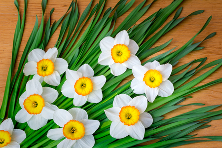 Bouquet of large blossoming narcissuses on a wooden surface of a tableの写真素材