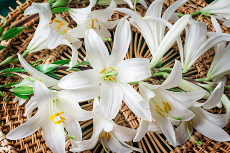 Large flowers of a white lily on an original wattled background. Are presented by a close upの写真素材