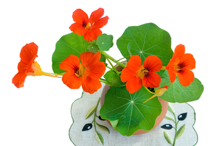 Bright orange flowers of a nasturtium with roundish green leaves in a ceramic vase. Are presented on a white background.の写真素材