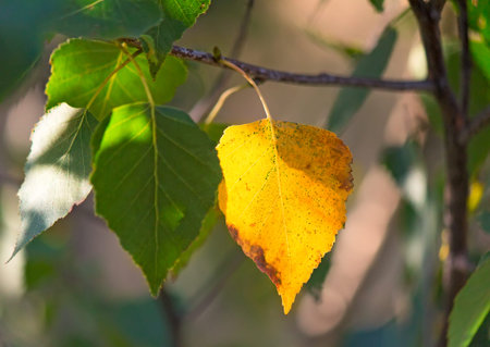 Illuminated by the sun first yellow leaf on birch among the green leaves.の写真素材